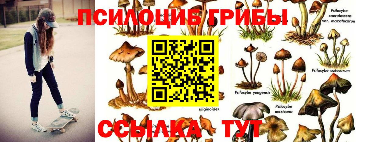 Екатеринбург  Псилоцибиновые грибы Psilocybe  Вход с VPN 